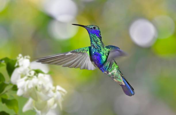 istock Sparkling violetear hummingbird in flight 1476228641