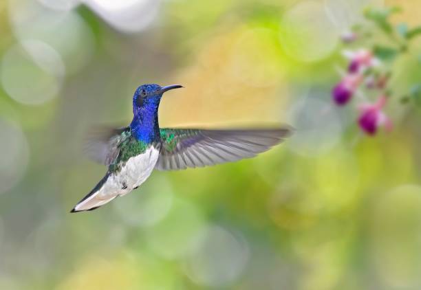 istock White-necked jacobin hummingbird in flight 1476228732