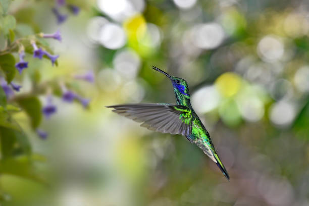 istock Sparkling violetear hummingbird in flight 1476229044