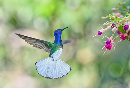 A White-necked jacobin is pictured near flowers in flight.  The wings are open and the tail is fully flailed.  This small hummingbird is very colorful and pretty. It has a large color range.