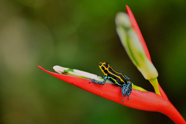 istock poison arrow frog Ranitomeya imitator lowland 1476229832