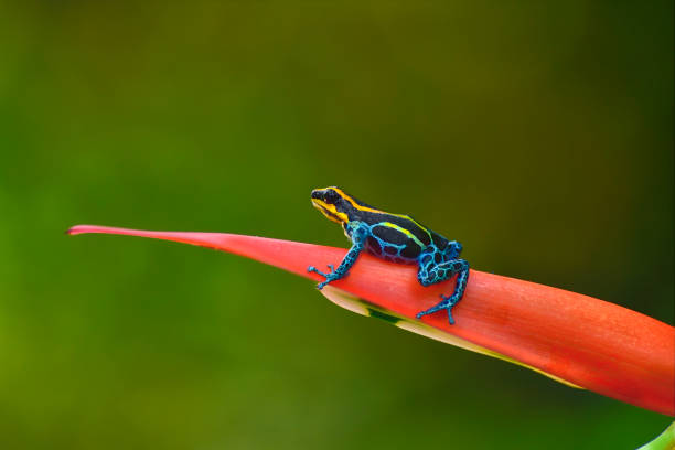 istock poison arrow frog Ranitomeya imitator lowland 1476230034