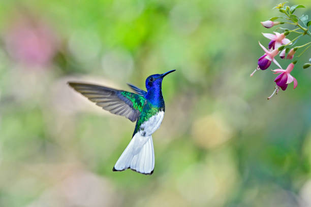 istock White-necked jacobin hummingbird in flight 1476230142