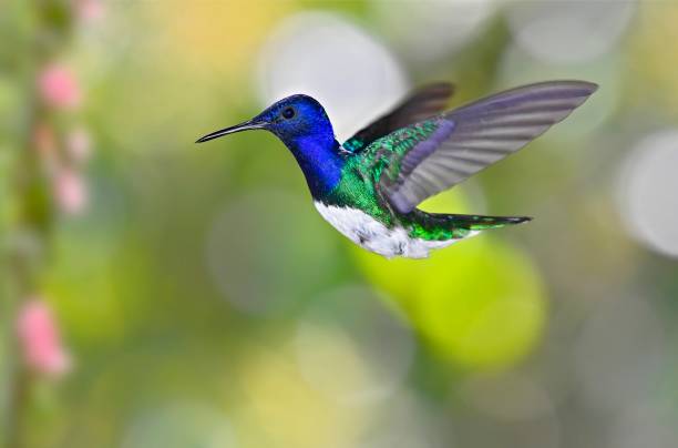 istock White-necked jacobin hummingbird in flight 1476230557