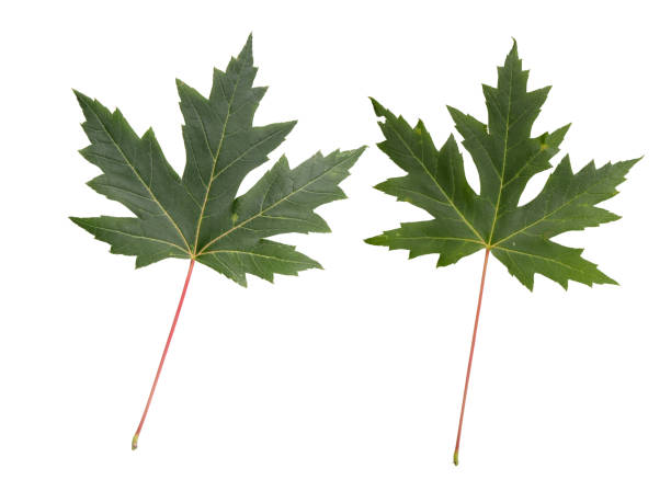 green canadian maple leaves isolated on white. - tree isolated maple tree green imagens e fotografias de stock