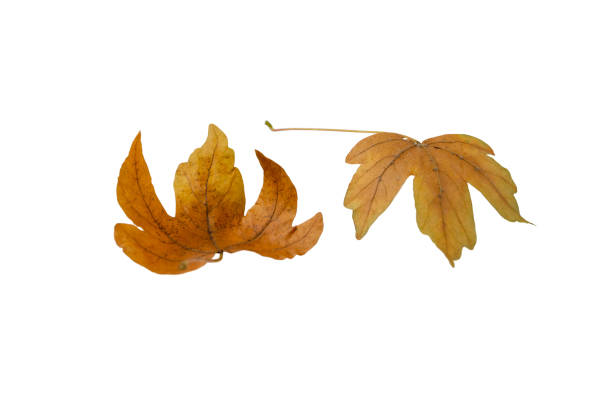 istock Pair of dry brown maple fallen leaves isolated on white. 1476230861