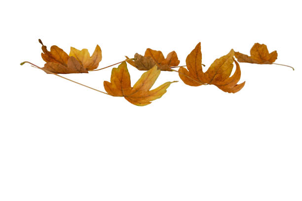 istock Fallen dry brown maple leaves isolated on white 1476230877