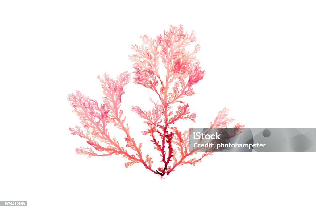 Rhodophyta seaweed or red algae isolated on white Rhodophyta seaweed or red algae branch isolated on white Seaweed Stock Photo