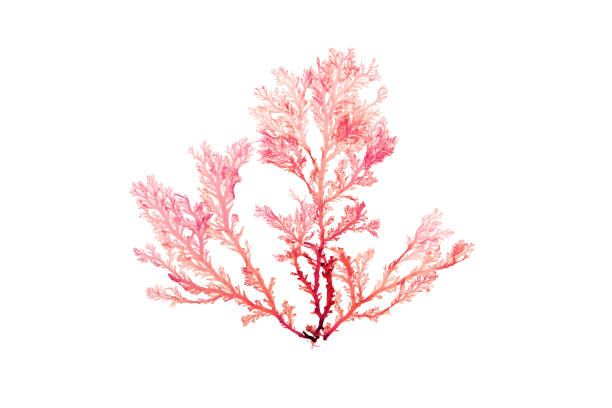 Rhodophyta seaweed or red algae isolated on white Rhodophyta seaweed or red algae branch isolated on white red algae stock pictures, royalty-free photos & images