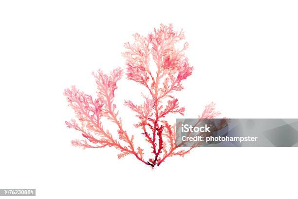 Rhodophyta Seaweed Or Red Algae Isolated On White Stock Photo - Download Image Now - Seaweed, Purple, Cut Out