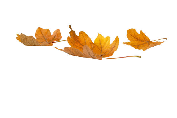 istock Heap of dry yellow maple fallen leaves isolated on white. 1476230885