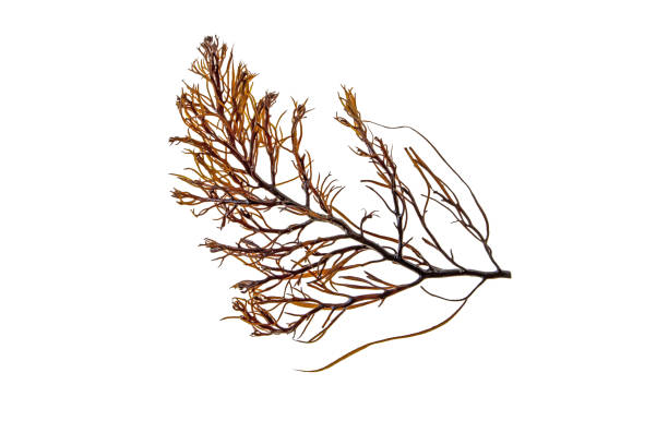 istock Brown seaweed or Cystoseira algae isolated on white 1476230909