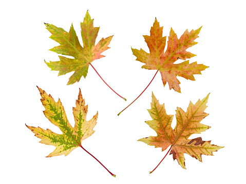 Silver maple or Acer saccharinum bright autumn colored four leaves set isolated on white.