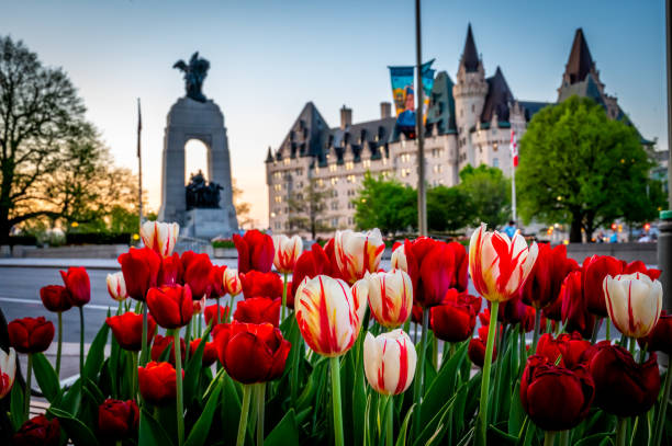 festival del tulipán canadiense en el centro de ottawa, canadá - ottawa tulip festival fotografías e imágenes de stock