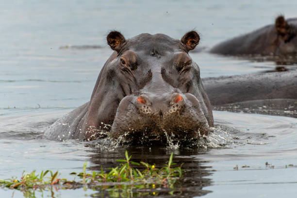istock Hippopotamus bull in the Okavanga Delta 1476233314
