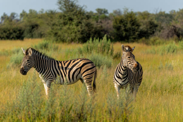 Zebra in the Okavango Delta in Botswana. Zebra searching for food in the green season on the floodplains of the delta.