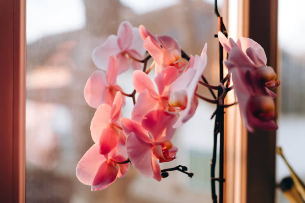 istock There is a beautiful flower in the house. 1476234278