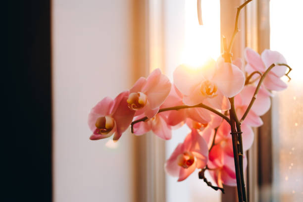 istock The interesting pink flower is looking at the camera. 1476234321