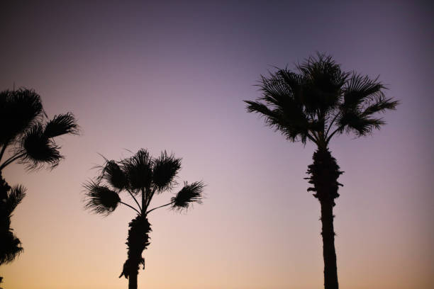 istock Palm trees and leaves against the sky, sunset or dawn 1476234963