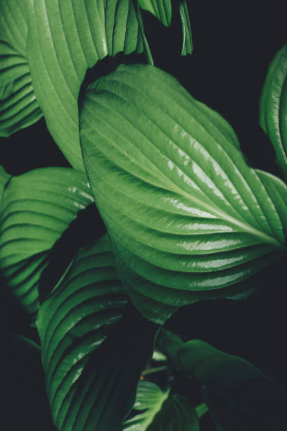istock Green fresh hosta leaves with water drops 1476238956