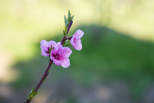Pink almond blossoms spring flowers and green background