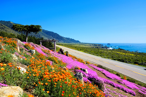 Beautiful spring flowers along the Big Sur coastline of California, USA