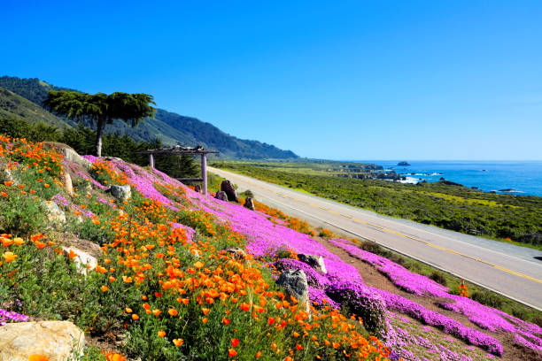 Spring flowers along the Big Sur coastline of California, USA stock photo