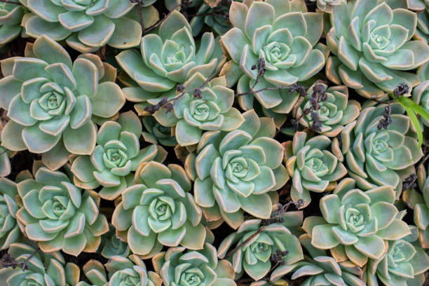 istock Succulent plants shot from directly above 1476247583