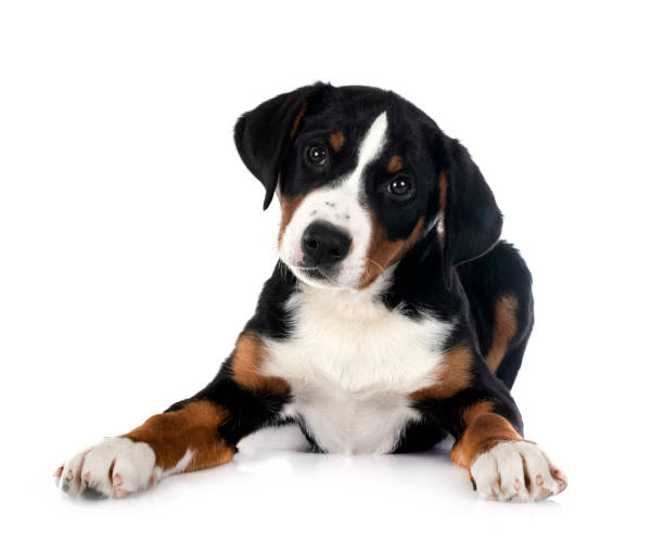 istock puppy Appenzeller Sennenhund 1476247665