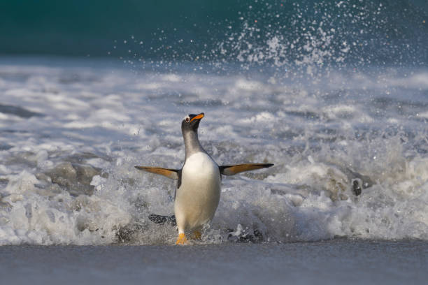 istock Gentoo Penguin emerging from the sea 1476248403
