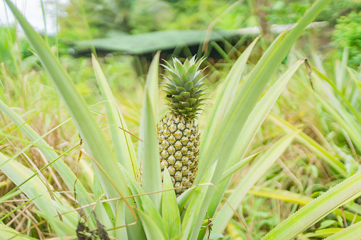 Views of a Pineapple on a plant