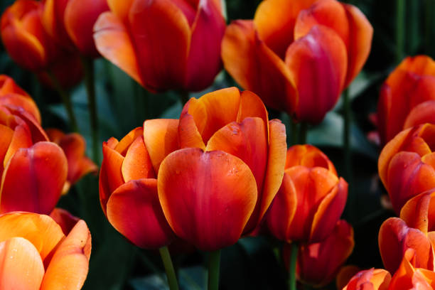 istock Colorful spring fresh dutch tulips. Orange color 1476249496