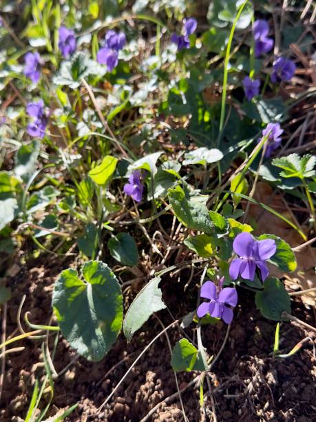 istock Violets flowers growing in nature 1476249731