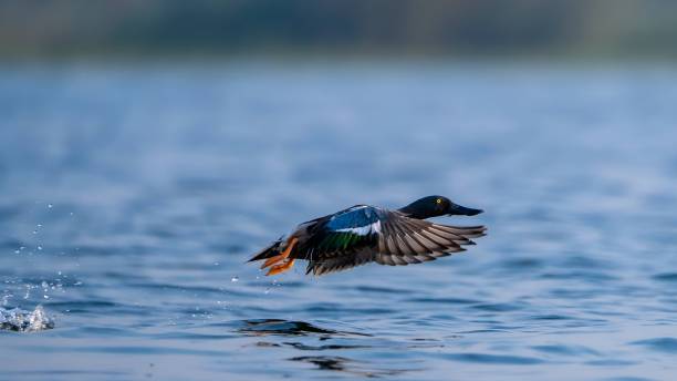 istock northern shoveler (Spatula clypeata) 1476250523