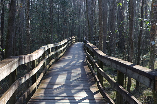 Boardwalk path at the Congaree National Park in Columbia, South Carolina