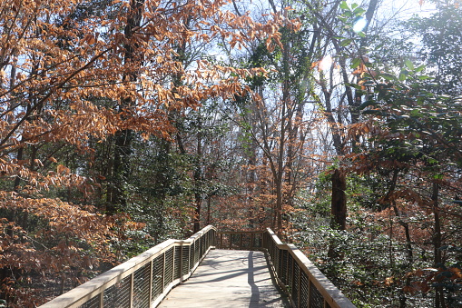 Boardwalk path at the Congaree National Park in Columbia, South Carolina