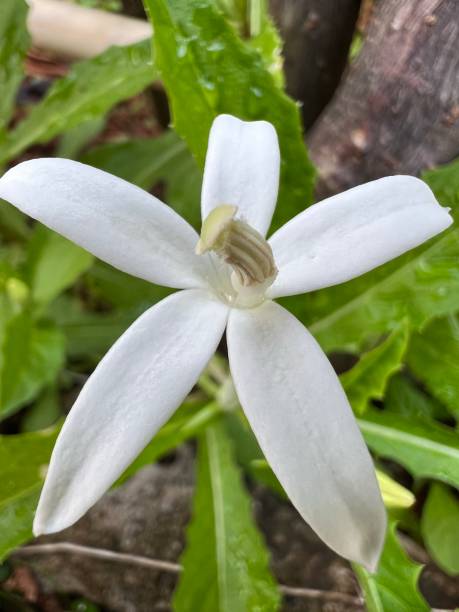 istock Flower - Hippobroma Longiflora 1476252364