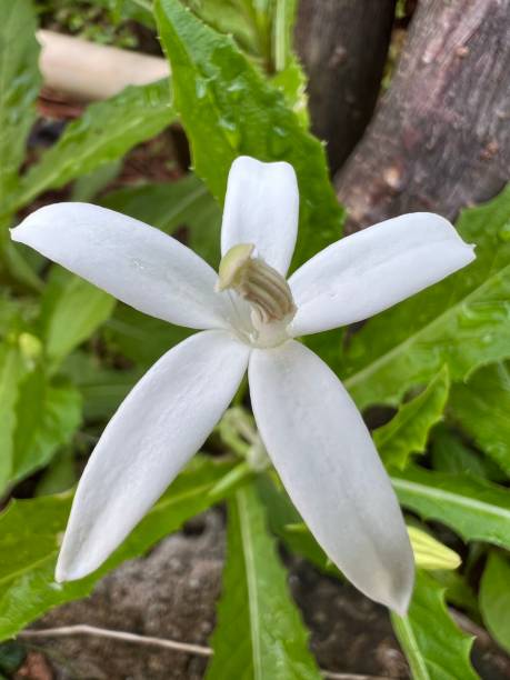 istock Flower - Hippobroma Longiflora 1476252400