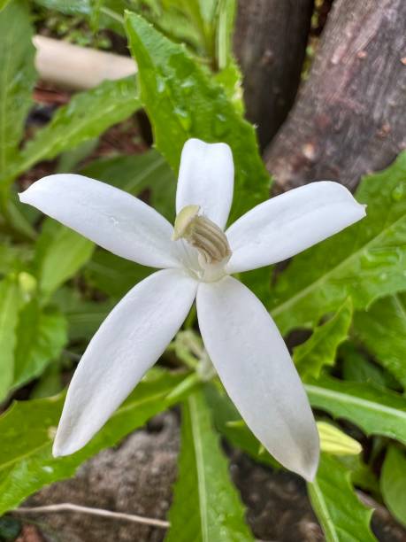 istock Flower - Hippobroma Longiflora 1476252474