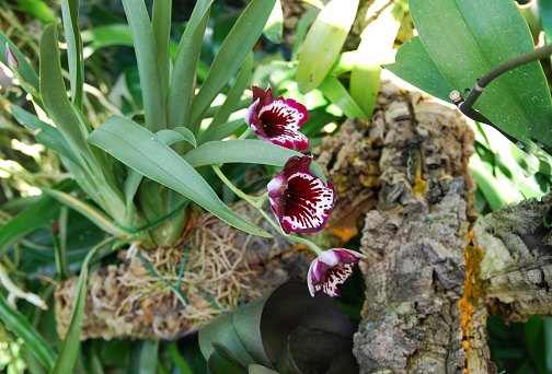 Closeup of red white orchid plant