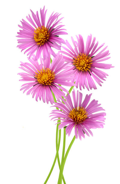 istock flower (Asteraceae) of symphyotrichum bouquet 1476255202