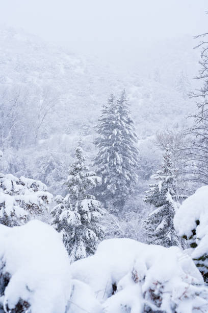 istock Snowy Frosted Tree Winter Landscape 1476256777