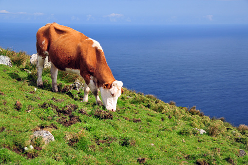 Corvo Island, Azores, Portugal: brown and white free range dairy cow grazing on a hill side - horizon over the Atlantic ocean in the background. Dairy production is central to the economy of the Azores. Azoreans have always had a strong connection to cattle. In the 1400s, when the Portuguese discovered the islands and considered settling them, they first left livestock to see if they could survive, as the rocky terrain seemed unhospitable.