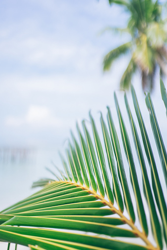 Close-up of a palm leaf on a suny, clear day.