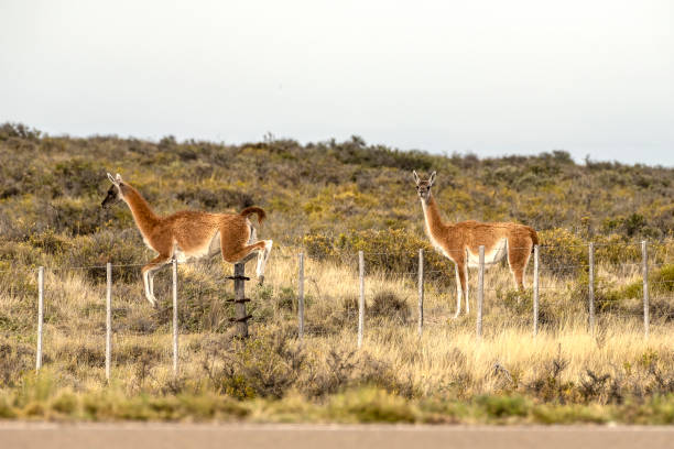istock Guanaco jumping a fence. 1476258725
