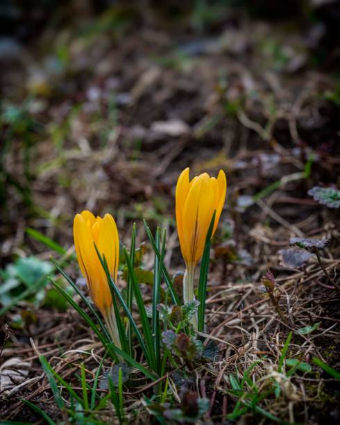 istock Pair of yellow crocus flowers. 1476262444