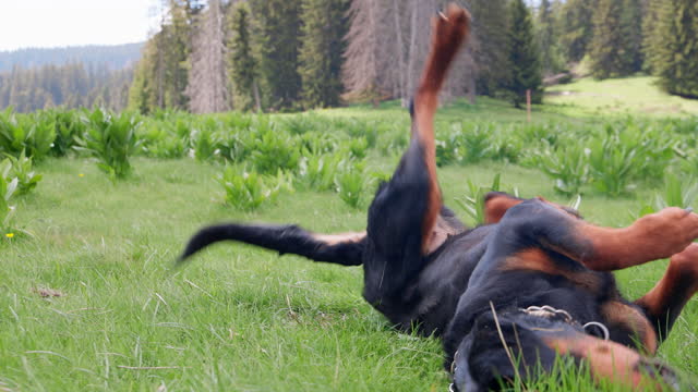 Playful dog of the Rottweiler breed tumbles in meadow with high grass bathed in sunlight
