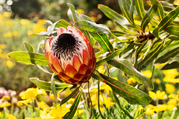 protea flower in the garden - sugarbush imagens e fotografias de stock