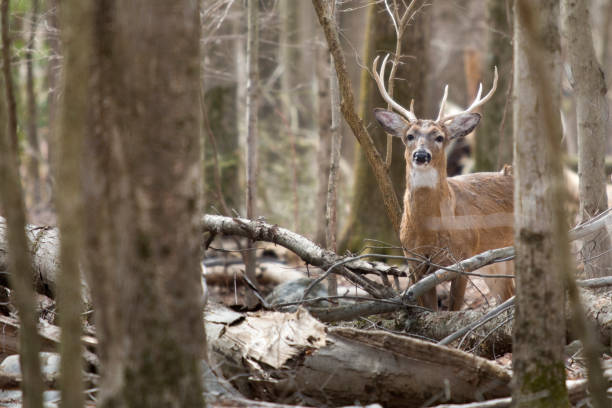 White Tailed Deer hanging out in thick woods for protection, native to North America, Central America, and South America. White Tailed Deer drop their antlers from February to March in most circumstances. This deer still has antlers late in the season .