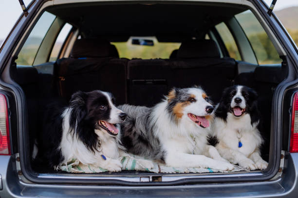 istock Three dogs sitting in a car trunk. 1476264915